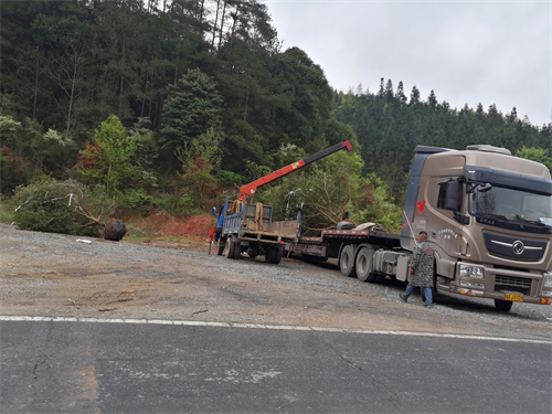 4米冠幅斷根楊梅基地，裝車場景